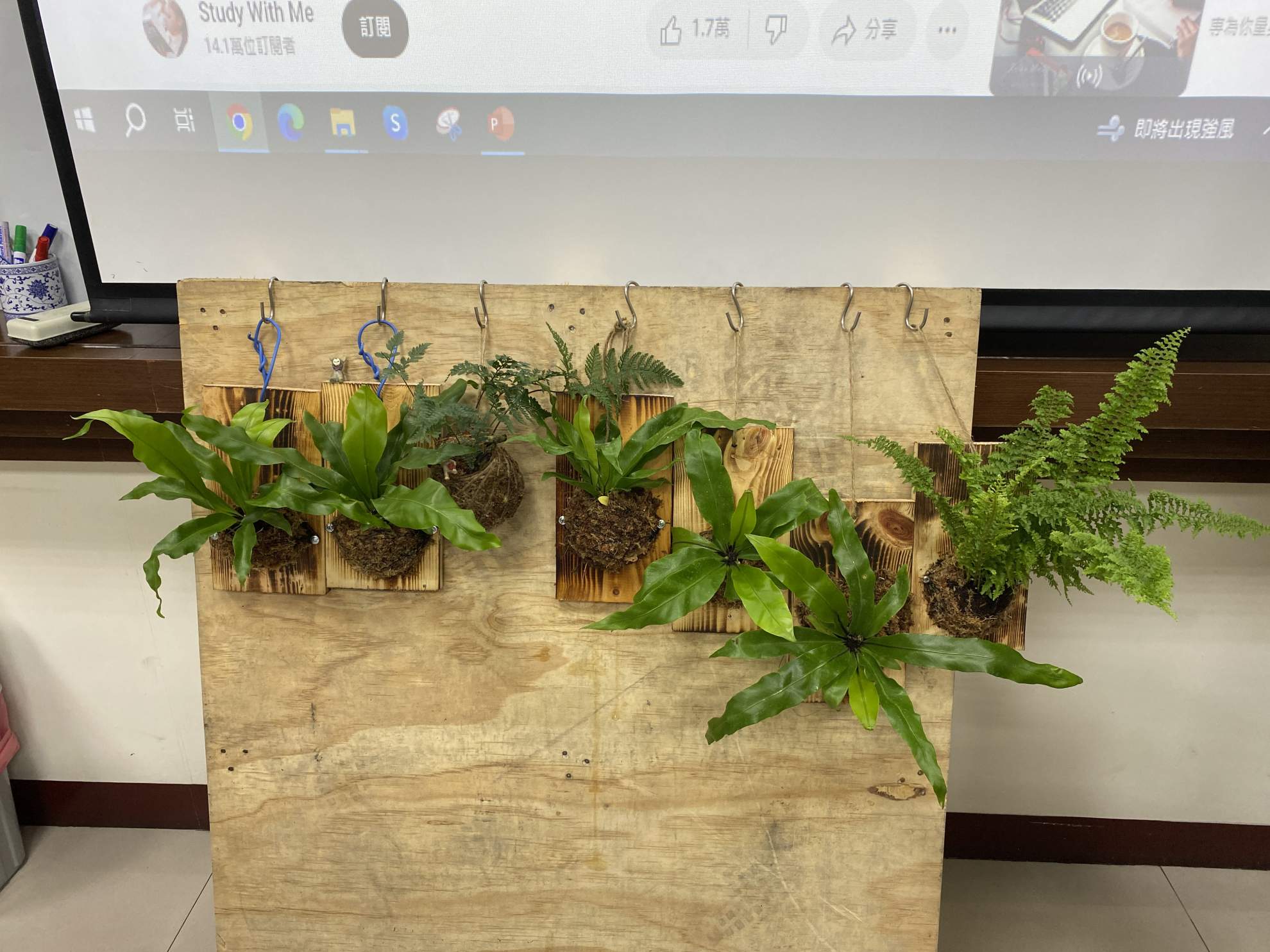 2023年6月17日金益鼎環保愛地球-手作DIY苔球植物活動