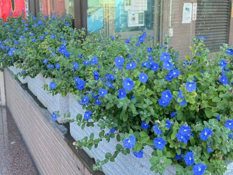 2024年金益鼎綠化行動-讓城市更美好